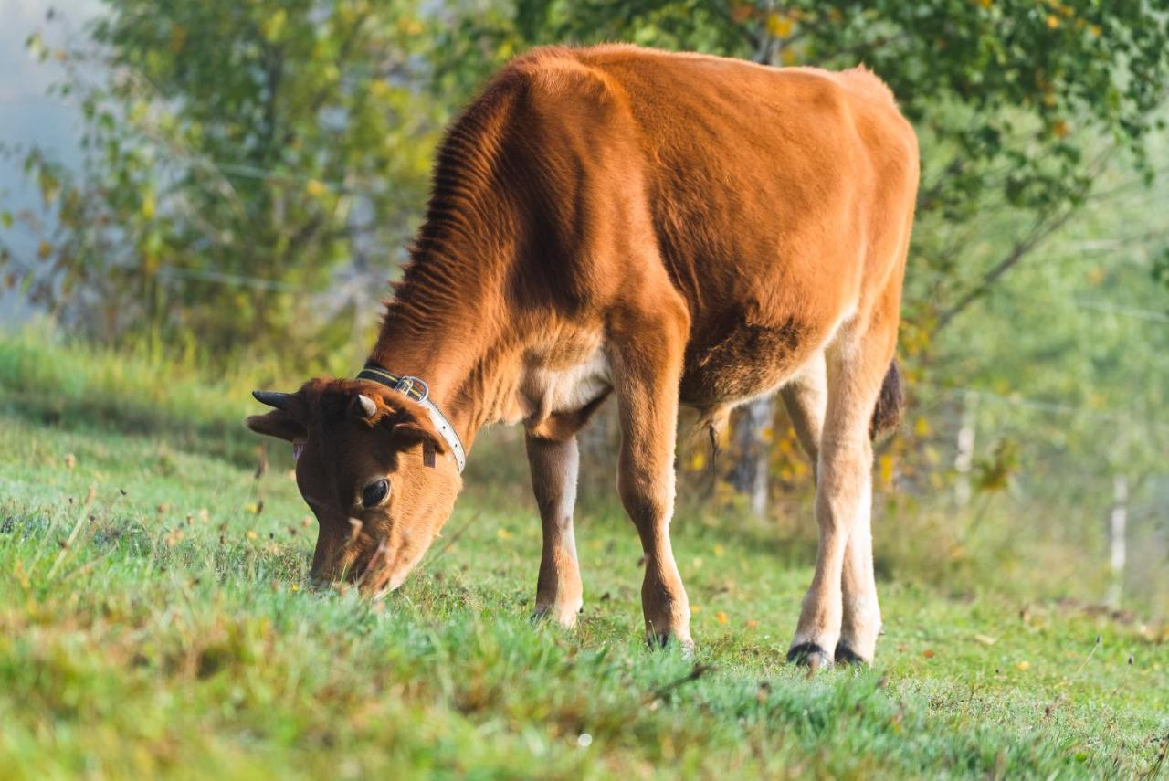 Penzion Jizera Malá Skála Exterior foto